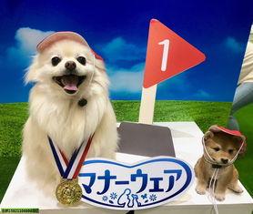日本宠物大学,萌宠与学子的温馨日常