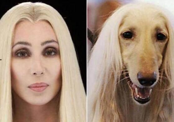 欧美明星的那些狗,欧美明星宠物的明星效应