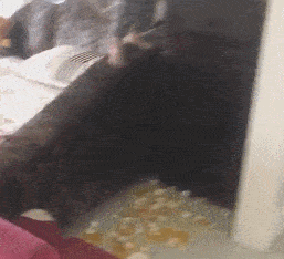 丝袜女女gif,探寻女性魅力的独特魅力